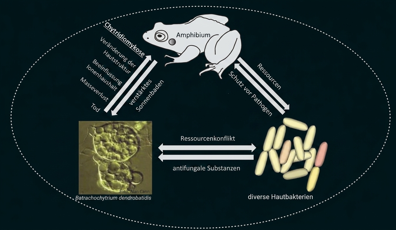 Schematische Darstellung eines Amphibiums mit Hautbakterien und Pilzbefall